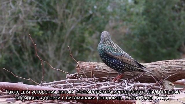 У попугая линька: что делать? смотреть онлайн