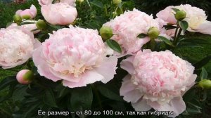 Ито-пионы — что это за гибридный вид, посадка, размножение и уход за гибридами