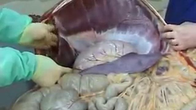 Right sided topography of the Equine Abdomen by Royal Veterinary College -veteology.wmv смотреть онлайн