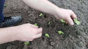 Пикировка салата. Салат на продажу