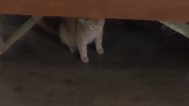 Приехали, встречаем Королёвых - гостей из Канады. 28. 06. 2017 смотреть онлайн