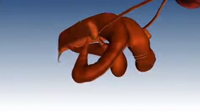 Урок №32, 33,34 Анатомия половой системы коровы ио смотреть онлайн