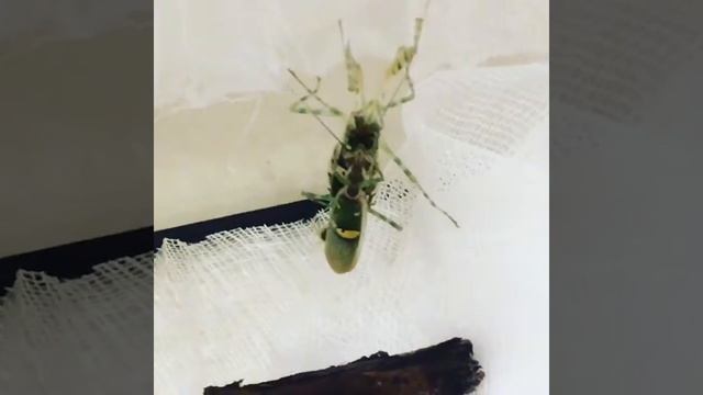 Спаривание богомолов вида Creobroter gemmatus! смотреть онлайн