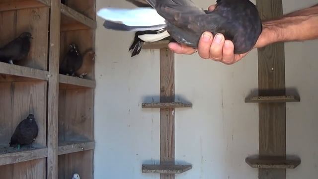 Мелитопольские голуби . Одуд С.В. и Кубанов А.Л. размышления о мелитопольских голубях смотреть онлайн