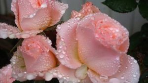 Розовые розы