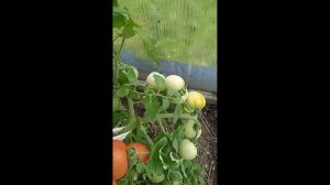 Обзор томатов: Казабалыкский суперранний