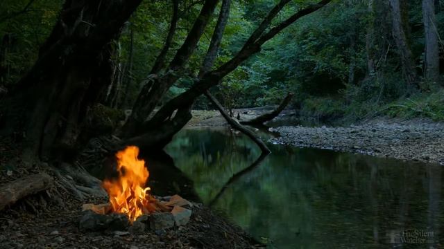 Как укоренить драцену в домашних условиях? смотреть онлайн