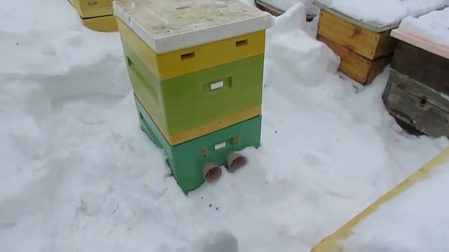 конец февраля, начало марта - контроль зимующих пчел и оказание помощи, чтобы исключить гибель пчел