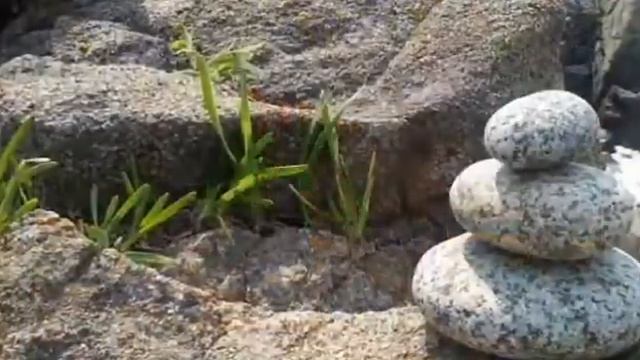 Южно Морской Ливадия.Приглашаем на отдых в Приморье у моря.8 924 333 37 37 смотреть онлайн