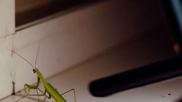 Mantis religiosa богомол обыкновенный, как избавиться от насекомых вежливо. смотреть онлайн