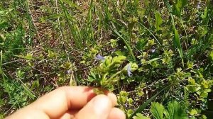 Собираем Будру плющевидную (собачья мята), отличие Будры плющевидной от Вероники Дубравной