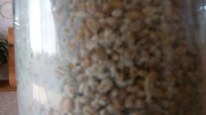 мицелий вешенки и шампиньонов выращиваем сами