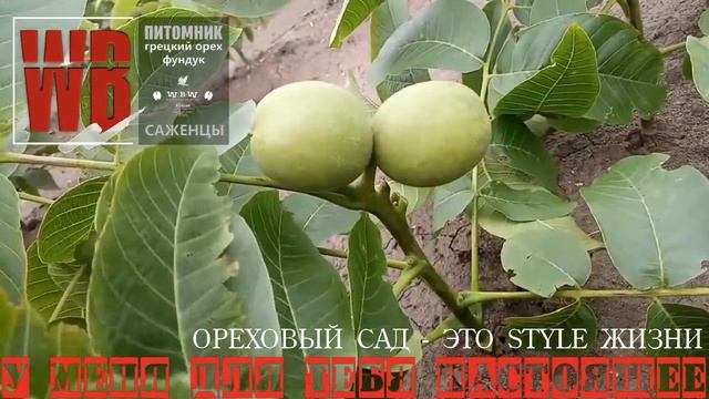 Калибровка орехов. Calibrated Machine Factory. Walnut And Hazelnut Processing Walnuts Broker