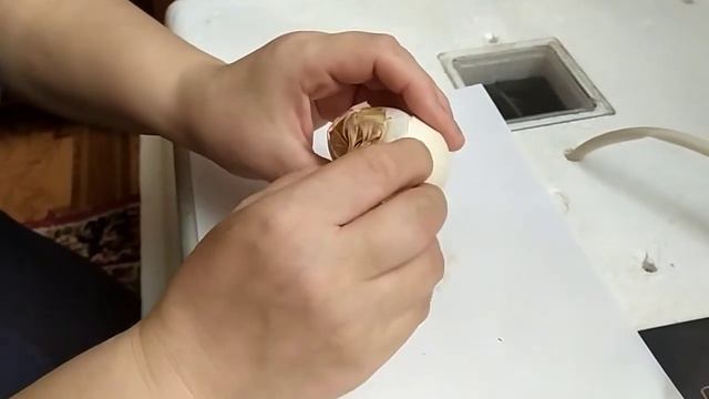 Проклёвывание цыплёнка в остром конце, помогаем смотреть онлайн