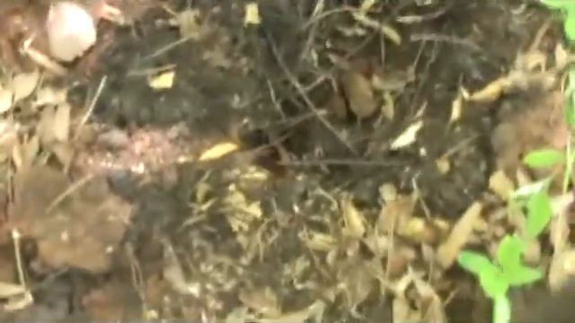Itchin' To Go Metal Detecting | Nugget Noggin смотреть онлайн