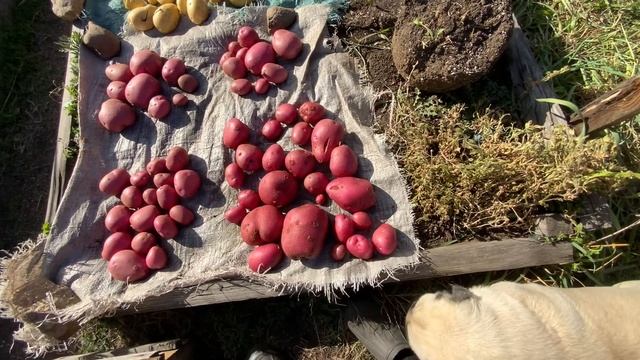 Картофель Шарвари Пирошка 22 сентября смотреть онлайн