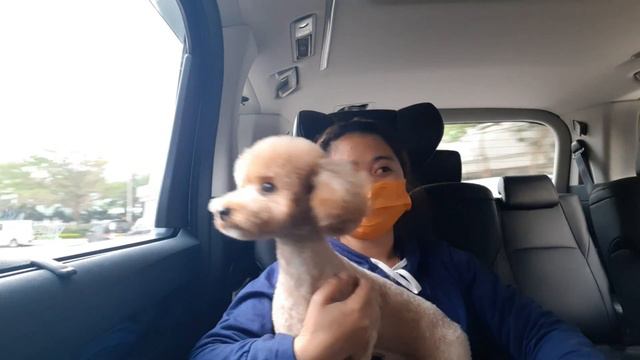 DOGS FRESH FROM SHOP FOR SHOWER AND HAIR CUTS # OFWINHONGKONG#LDRFEELS смотреть онлайн