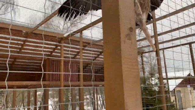Парк птиц в Калужской области. Куда поехать на выходные? Птиц смотрим! смотреть онлайн