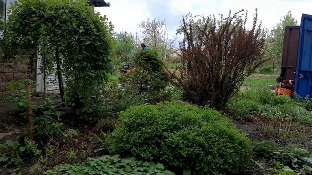 Посадка свеклы, подготовка семян идеальная. смотреть онлайн