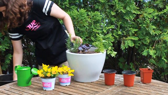 Cool Wave Pansy + Herbs