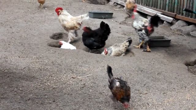 Купание кур. Курица - обыкновенное чудо, удивительная птица! смотреть онлайн