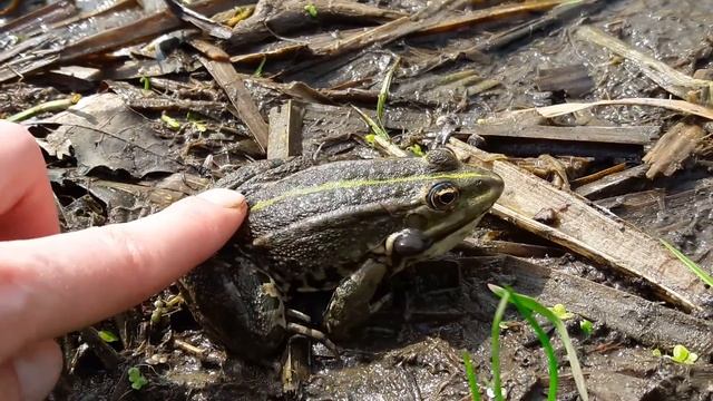 Погладить лягушку 2 :) смотреть онлайн