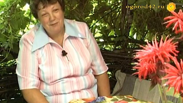 Обрамление беседки виноградом. Идеи ландшафта Любови Коробковой смотреть онлайн