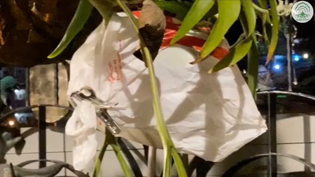 Collecting Staghorn Fern Spores - Ep 29 смотреть онлайн