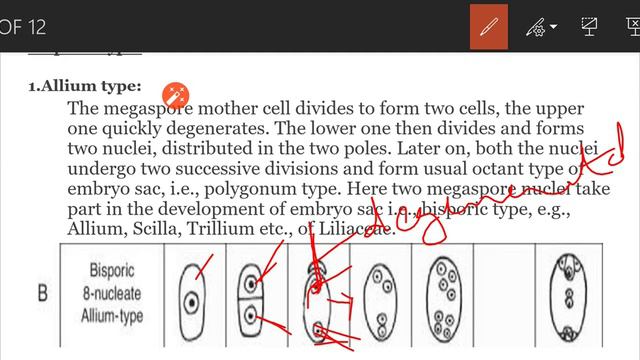 Bisporic type of embryosac development//Part-1//Allium type смотреть онлайн