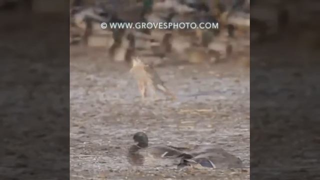 Сокол сапсан. смотреть онлайн