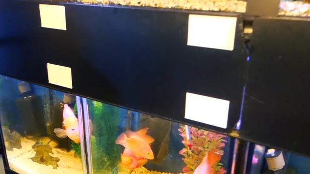 Зоомагазин в Литве. Огромный выбор. Профи советы и помощь в аквариумах. смотреть онлайн