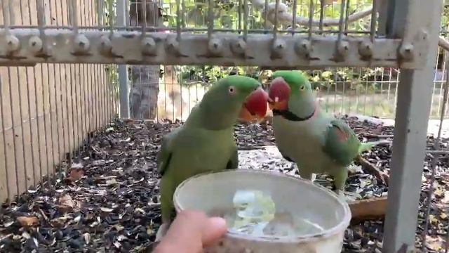 КАКИЕ УМНЫЙ. ПАПУГАЙЧИКИ смотреть онлайн