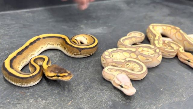 Bongo Pieds and more Genetic Stripe Clowns. I'm loving this hatching season! смотреть онлайн