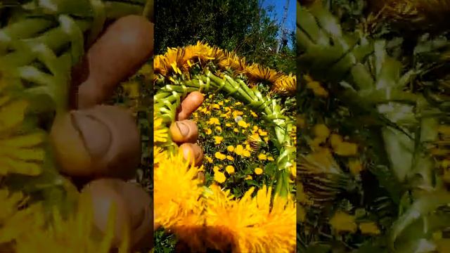 кульбаба смотреть онлайн