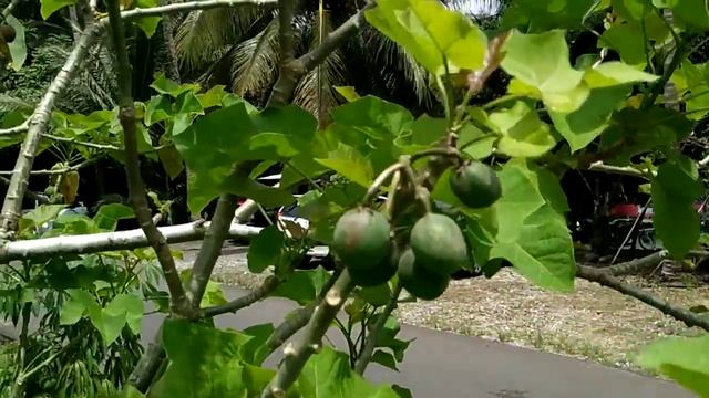 Finding poison nut/ purging nut (Jatropha curcas) in Batu Karas смотреть онлайн