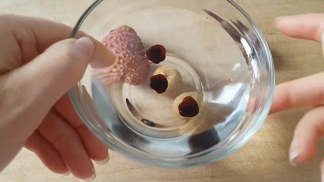 Germinating Lychee, Longan And Tamarind Seeds #1 | Germinating Fruit Seeds - 25.12.2016 смотреть онлайн
