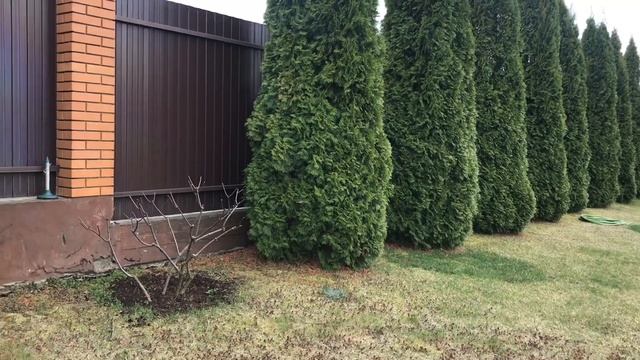 Туя Смарагд. Секреты лёгкого ухода.