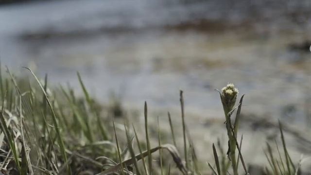 Первоцвет песчаных речных кос - белокопытник ложный. смотреть онлайн