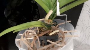 ОРХИДЕЯ ВАНДА. Секреты успешной адаптации орхидеи Ванды сразу после покупки на канале Цветочная фея