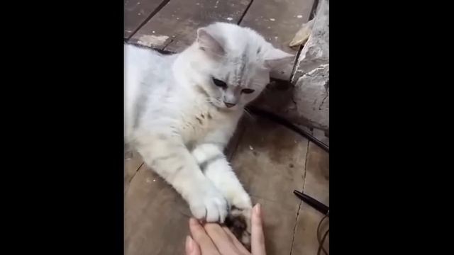 Funniest Animals - Best Of The 2021 Funny Animal Videos #28