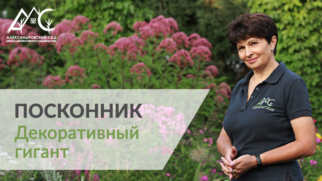 Посконник в саду