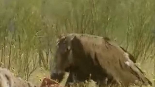 Стервятники