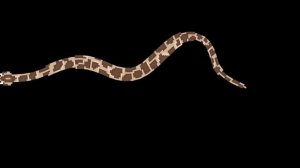 Reptiles - Snakes, Lizards, Crocodilians & Turtles - The Kids' Picture Show (Fun & Educational)