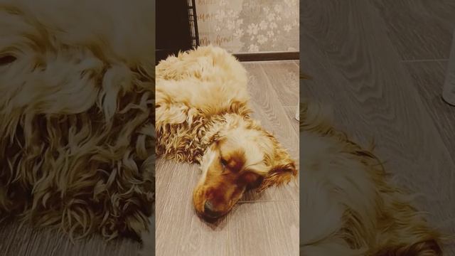 нужно ли мазать подушечки лап 🐾 собаки? смотреть онлайн