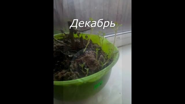 Часть 1. Зимовка хризантем мультифлора. Делема: окно или теплица. смотреть онлайн