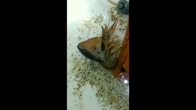 Линька рака в домашних условиях. смотреть онлайн