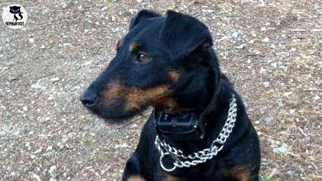 ✔ Ягдтерьер: плюсы и минусы породы. За что мы любим ягдтерьеров