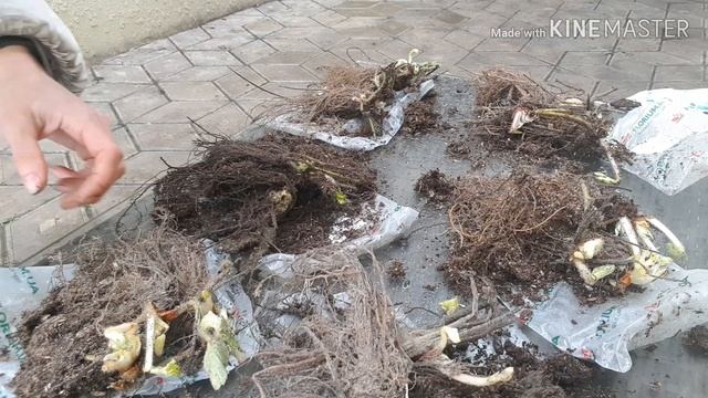 Обзор посылки интернет магазина Флориум. Хосты,астильбы,клубника,мята смотреть онлайн