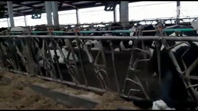 Продажа дойных коров породы Голштин, Айширская порода, Красный голштин, молочные породы КОРОВ. смотреть онлайн