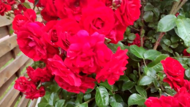 Плетистая роза Amadeus. смотреть онлайн